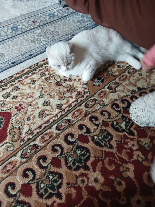 Кот британский самец