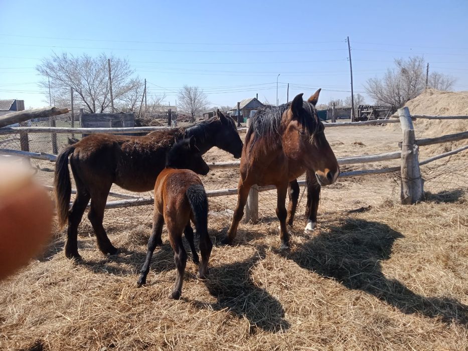 Продам кобыл с жеребятами