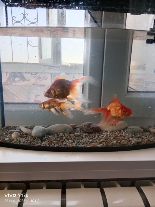 Продаю аквариум и рыба