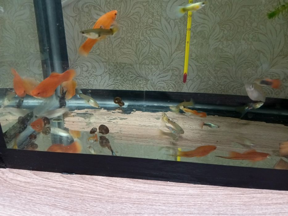 Продам аквариумных рыбок, разных