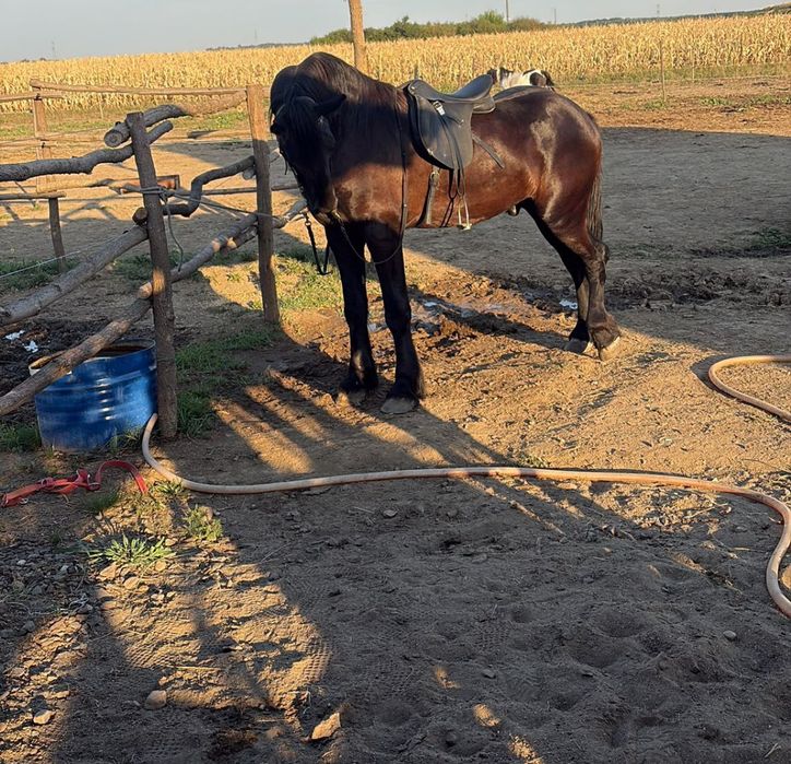 armasar  si iepe frizian / friesian