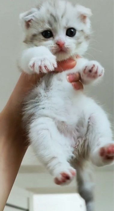 вислоухий шотладский котенок