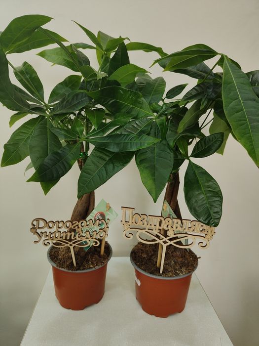 Комнатные цветы в горшочках