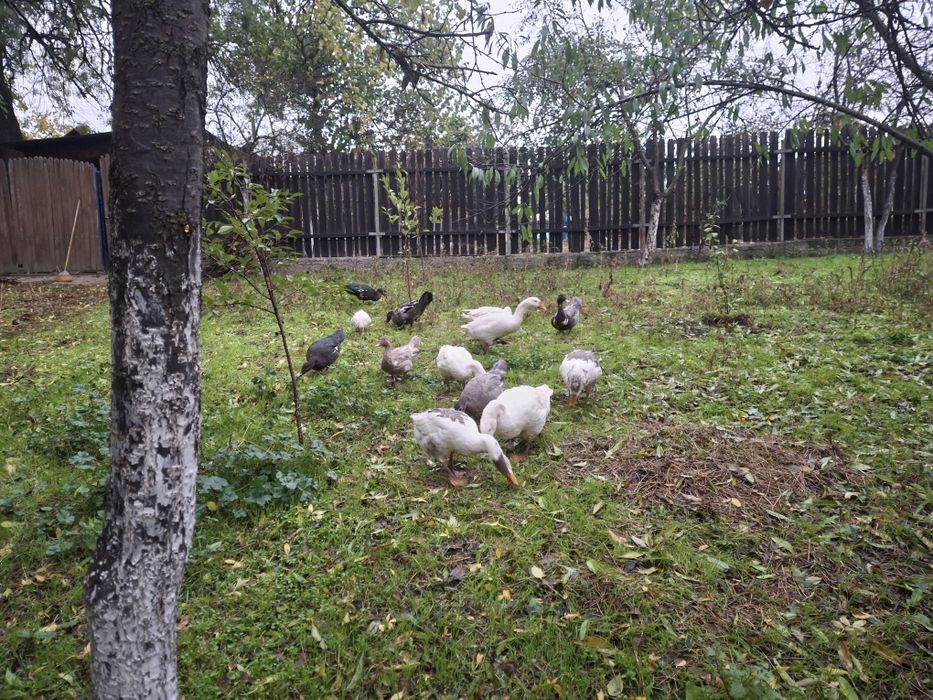 Boboci de gasca de vanzare