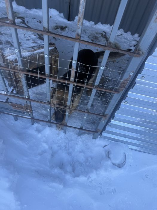 Продам щенка немецкая овчарка