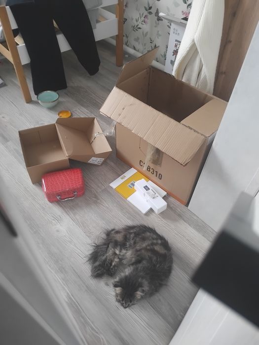 Кошечка Дуня очень ласковая