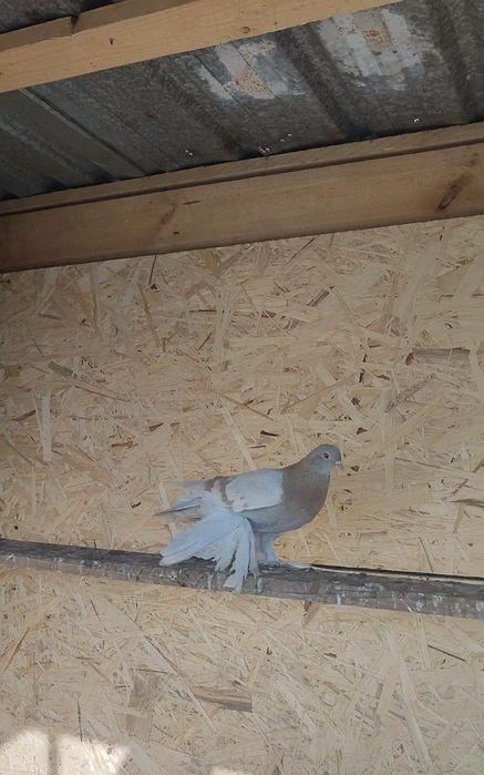 Голуби тасманы племенные