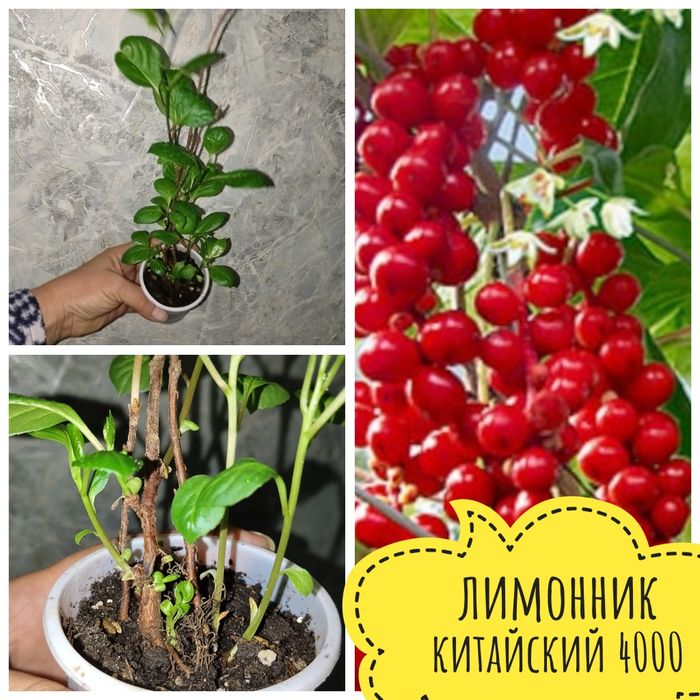 Цветы  комнатные