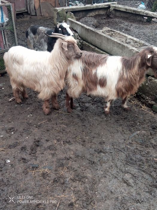 De vânzare 3 capre