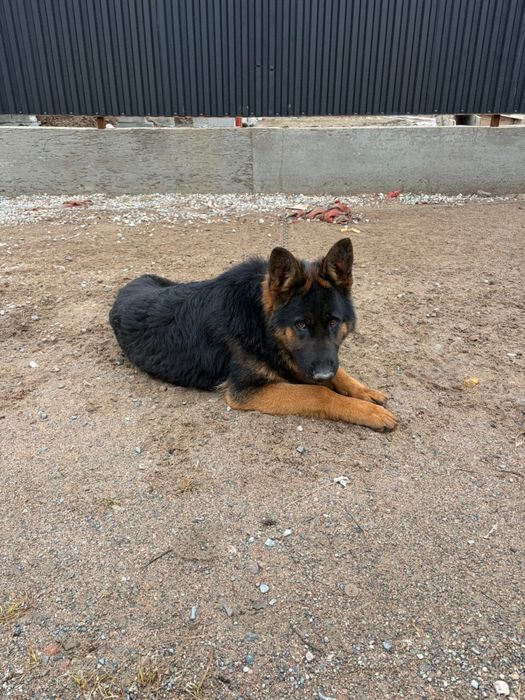 Продается щенок овчарки !