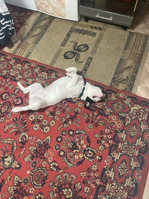 Ищем невесту