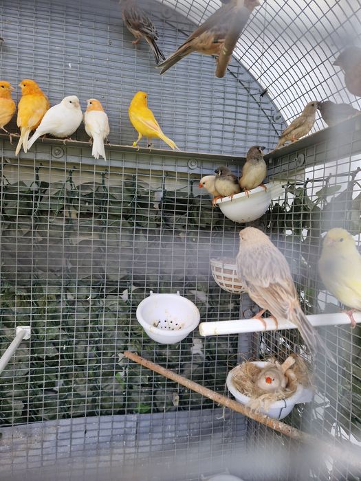 Canari de vanzare