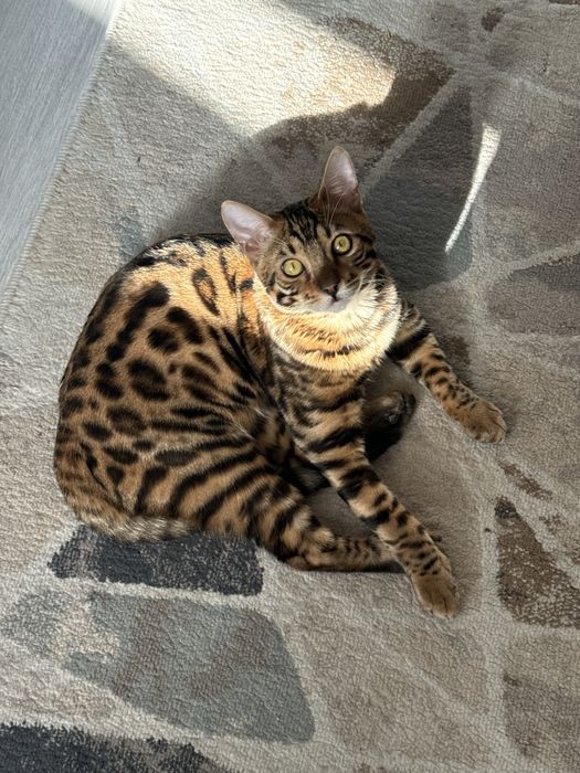 Чистокровный бенгальский кот