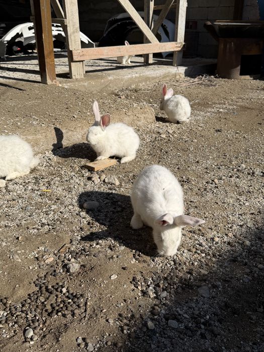 Кролик крольчата