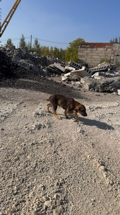 Щенок кобель, в добрые руки