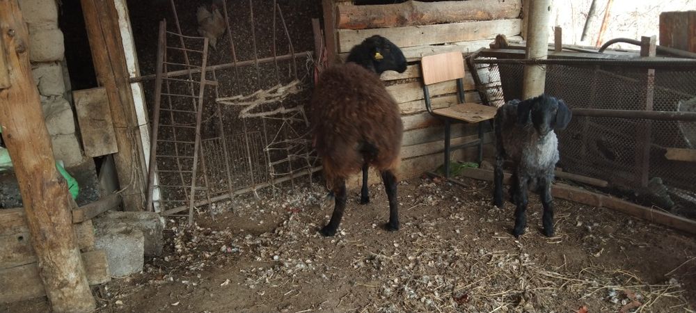 Қой мен Шібіш сатылады