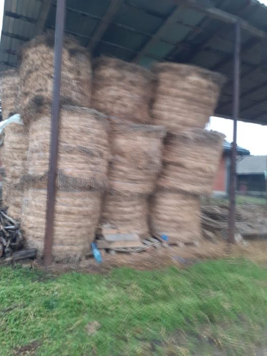 Vând baloți de lucernă