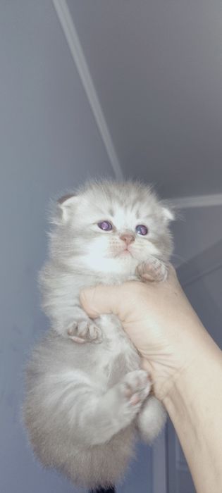 шотландские котята