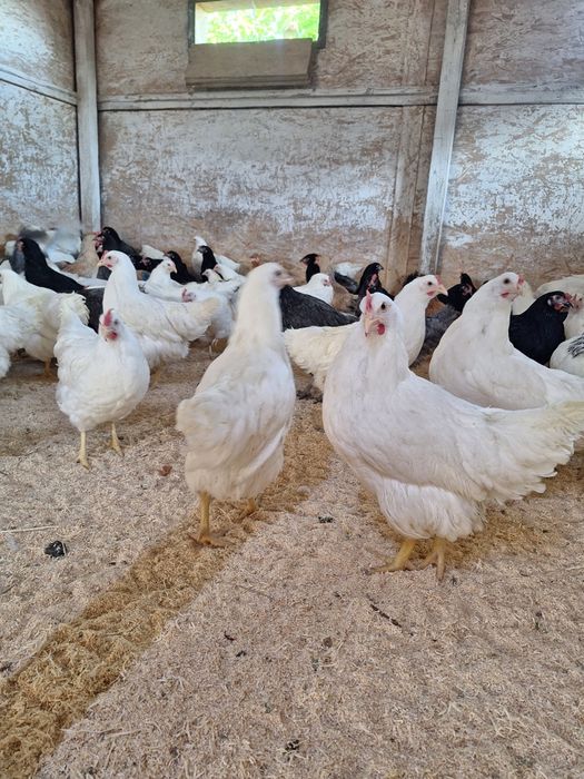 Продам курей несушки