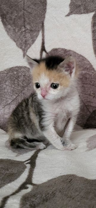 Отдам котёнка в хорошие руки
