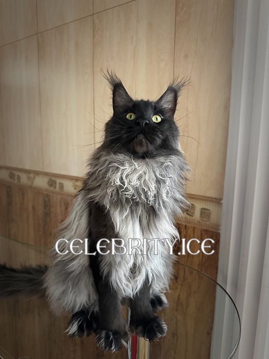 Мейн куны. Питомник celebrity ice