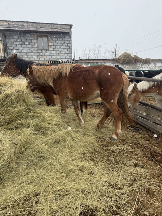 Продам кобыл жеребых