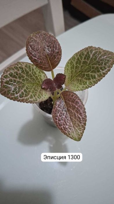 Эписции... продажа