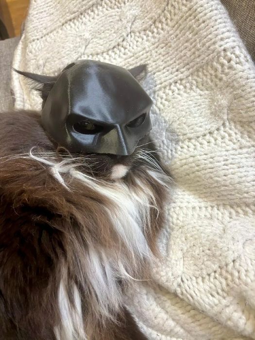 Маска бэтмэна для кошки