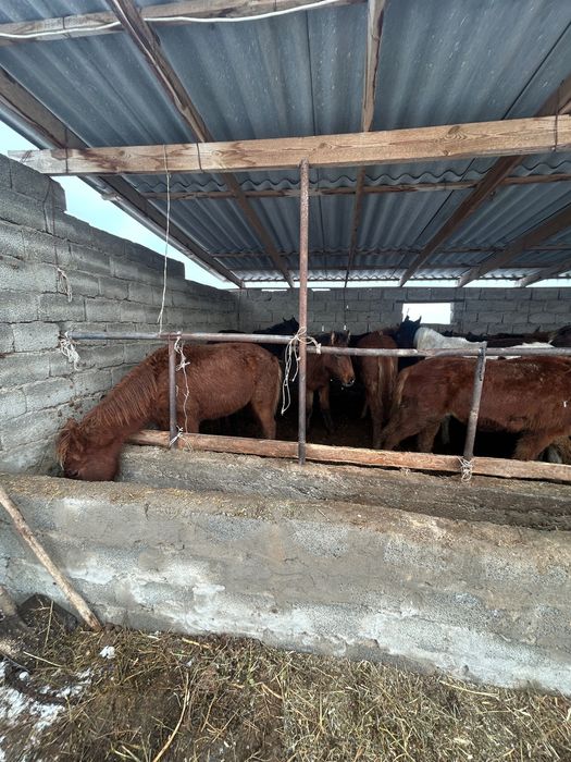 Жабы Жылкы тай ат