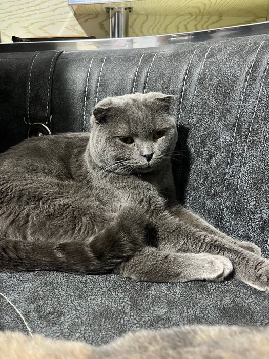 Скоттиш фолд малчик