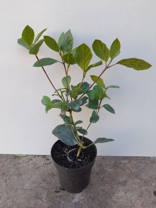 Лаврова Калина (Viburnum Tinus)