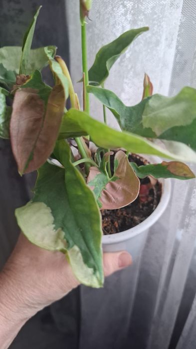 Продам комнатные цветы