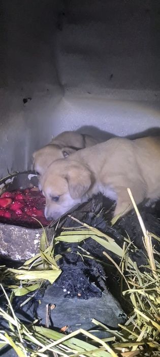 1 аилық күшіктер сатылады греи