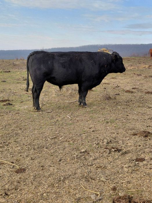 De vinzare taur Angus