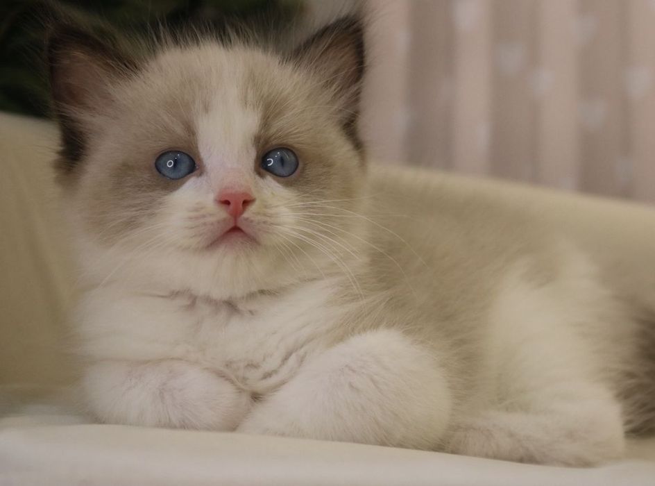 РЭГДОЛЛЫ чистокровные