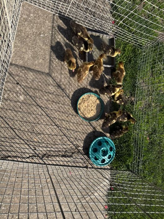 Boboci de rața muta