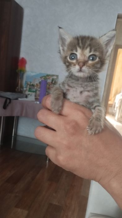 Малыши ищут дом.