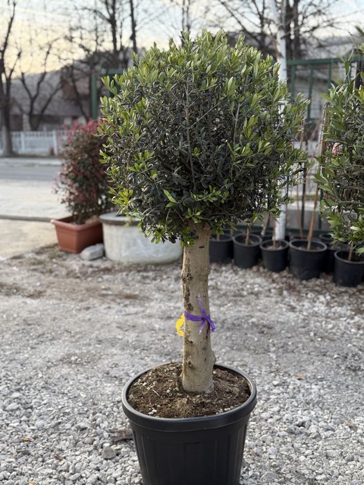 Vand plante ornamentale diferite specii de calitate superioara !