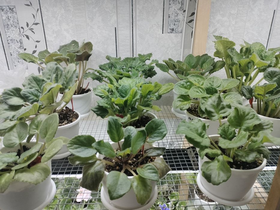 Продам сортовые фиалки