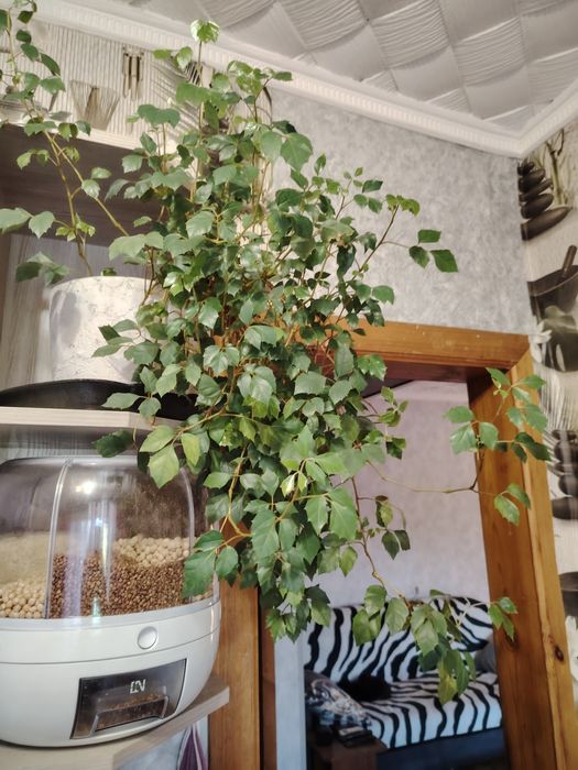 Продам домашние цветы