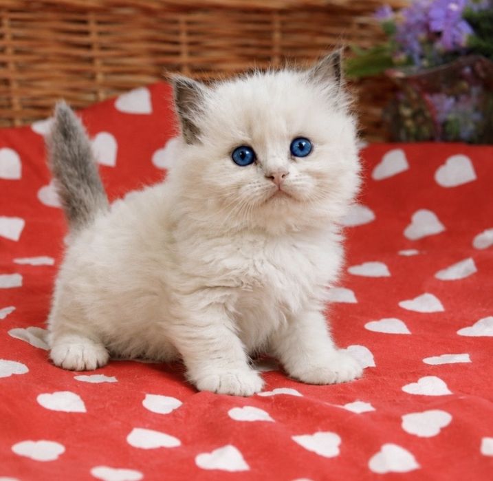 Регдол/ Ragdoll/ котенца