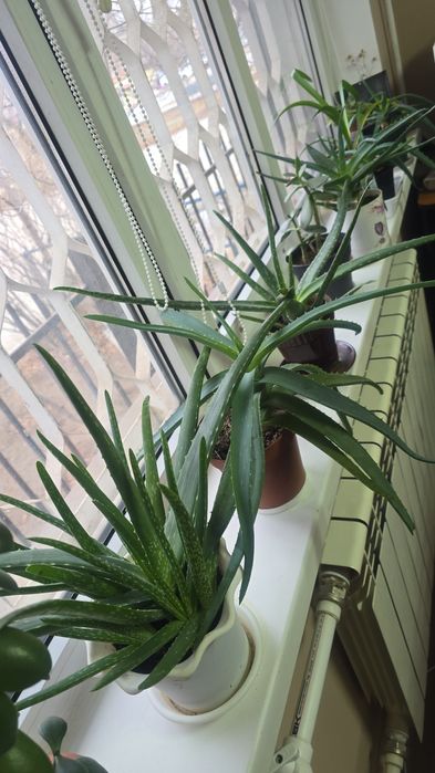 Продам двери из натурального дерева