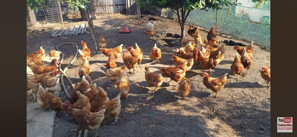 Pui de o zi,oua de incubat gaini Isa Brown