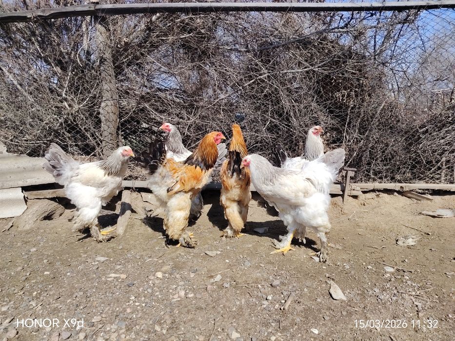 Продам Брамы Петухи.