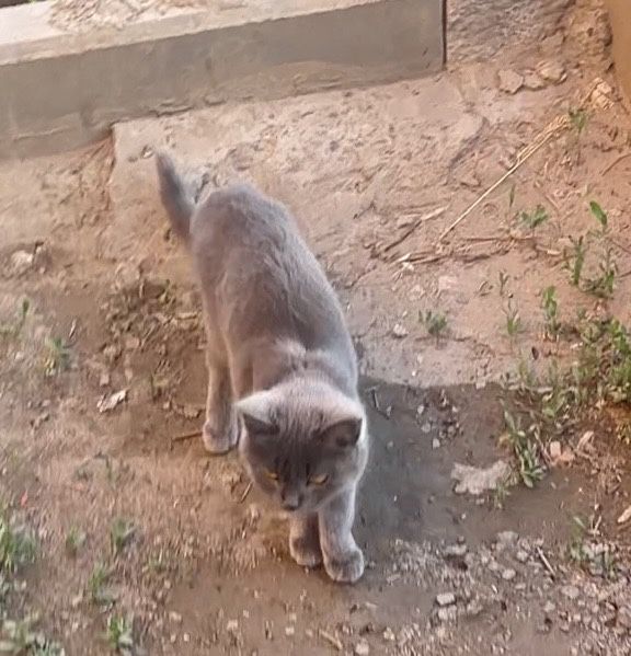Котенок в добрые руки