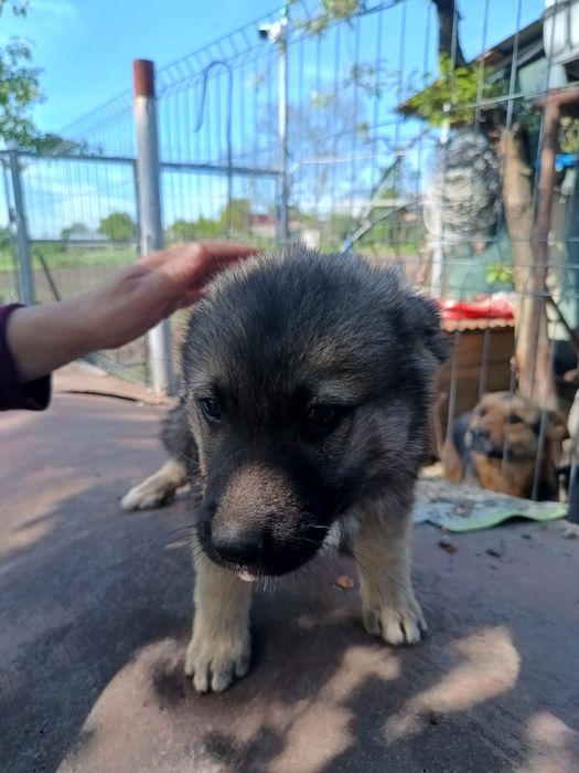 Donatie spre adopție căței