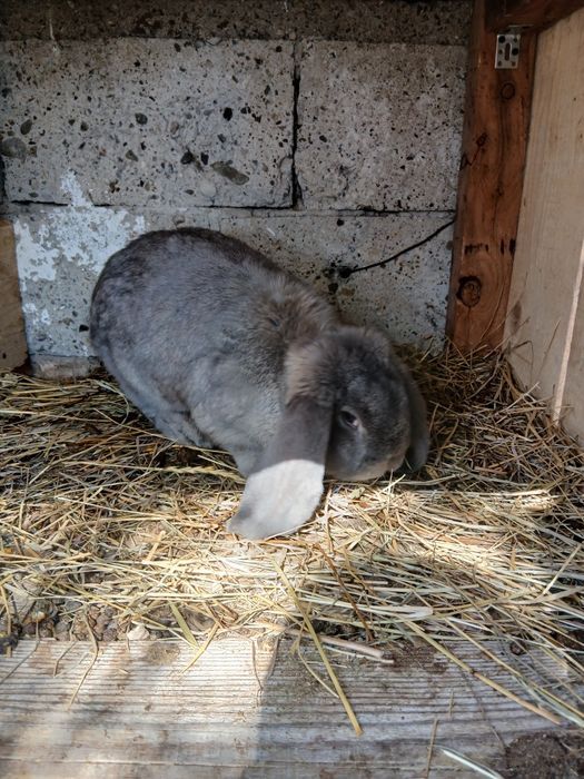 Vând mascul Berbec German!