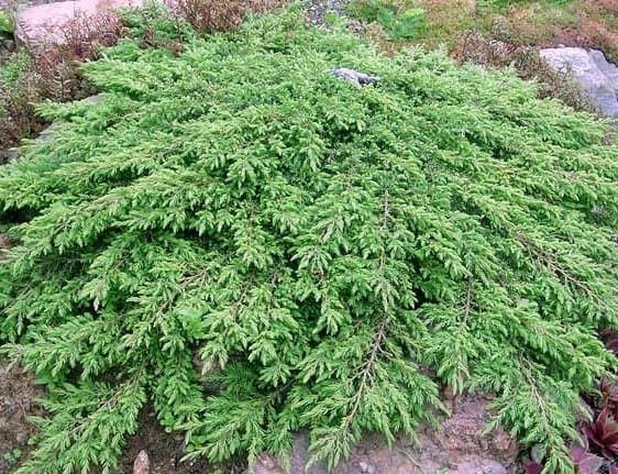 Продам саженцы можжевельника стелящегося ,низкорослого,высокорослого
