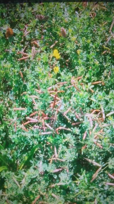 Vând samanta ghizdei,lucerna