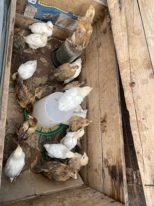 Балапан Цыплята Продам